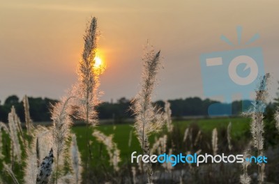 Wild Grasses In Sunset Time Stock Photo