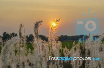 Wild Grasses In Sunset Time Stock Photo