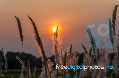 Wild Grasses In Sunset Time Stock Photo