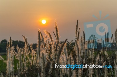 Wild Grasses In Sunset Time Stock Photo