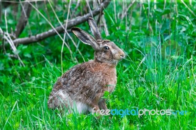 Wild Hare Sitting In A Green Grass Stock Photo