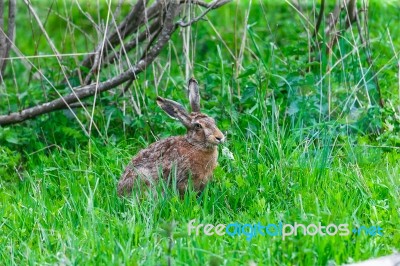 Wild Hare Sitting In A Green Grass Stock Photo