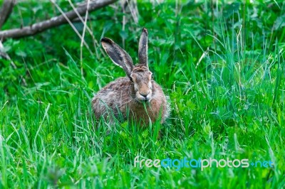 Wild Hare Sitting In A Green Grass Stock Photo