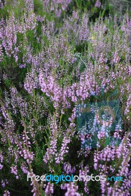 Wild Heather Stock Photo