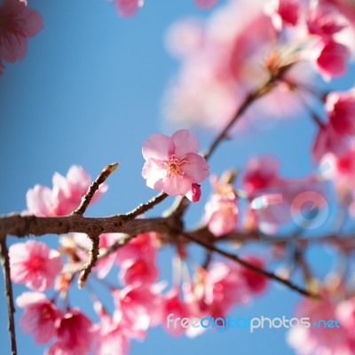 Wild Himalayan Cherry Stock Photo