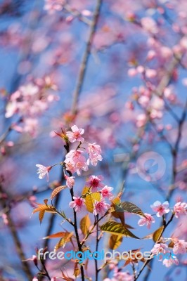 Wild Himalayan Cherry Stock Photo