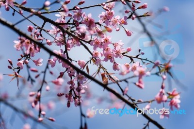 Wild Himalayan Cherry Stock Photo