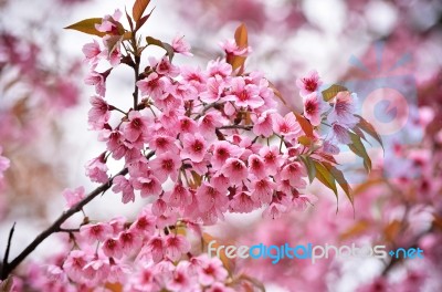 Wild Himalayan Cherry Flower Stock Photo