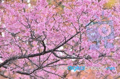 Wild Himalayan Cherry Flower Stock Photo