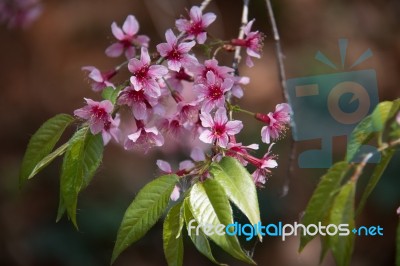 Wild Himalayan Cherry Flower Stock Photo