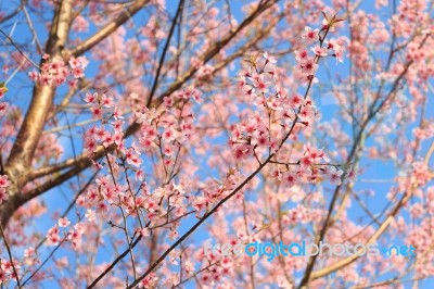 Wild Himalayan Cherry ( Prunus Cerasoides ) ( Sakura In Thailand… Stock Photo