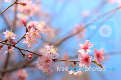 Wild Himalayan Cherry ( Prunus Cerasoides ) ( Sakura In Thailand… Stock Photo