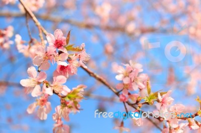 Wild Himalayan Cherry ( Prunus Cerasoides ) ( Sakura In Thailand… Stock Photo