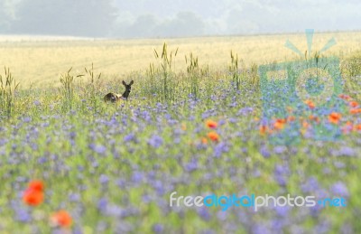 Wild Hind Stock Photo