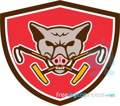 Wild Hog Head Crossed Polo Mallet Crest Retro Stock Image