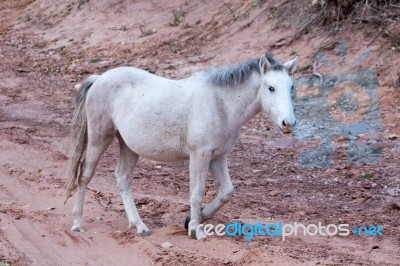 Wild Horse Canyon De Chelly Stock Photo