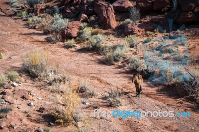 Wild Horse In Monument Valley Utah Usa Stock Photo