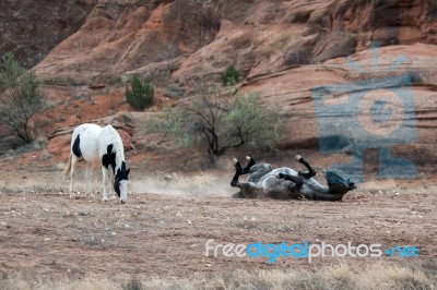 Wild Horses Canyon De Chelly Stock Photo