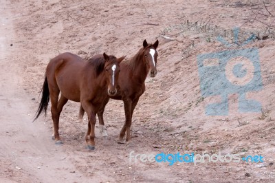 Wild Horses Canyon De Chelly Stock Photo