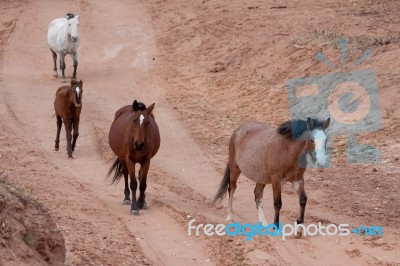 Wild Horses Canyon De Chelly Stock Photo