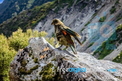 Wild Kea Stock Photo