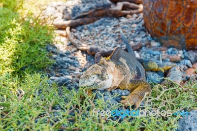 Wild Land Iguana On Santa Fe Island In Galapagos Stock Photo