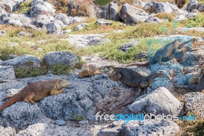 Wild Land Iguana On Santa Fe Island In Galapagos Stock Photo