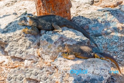 Wild Land Iguana On Santa Fe Island In Galapagos Stock Photo