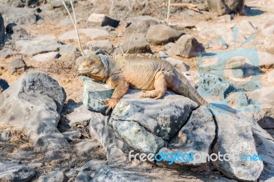 Wild Land Iguana On Santa Fe Island In Galapagos Stock Photo