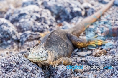 Wild Land Iguana On Santa Fe Island In Galapagos Stock Photo