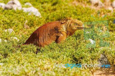 Wild Land Iguana On Santa Fe Island In Galapagos Stock Photo