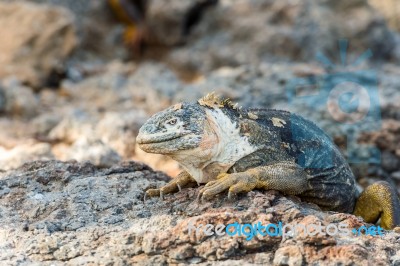 Wild Land Iguana On Santa Fe Island In Galapagos Stock Photo