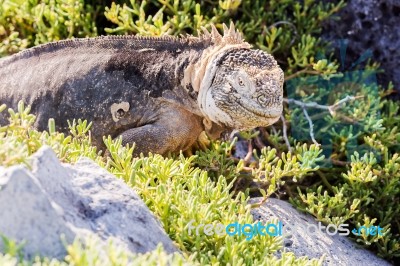 Wild Land Iguana On Santa Fe Island In Galapagos Stock Photo