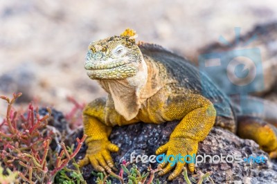 Wild Land Iguana On Santa Fe Island In Galapagos Stock Photo