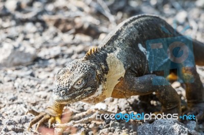 Wild Land Iguana On Santa Fe Island In Galapagos Stock Photo