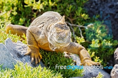 Wild Land Iguana On Santa Fe Island In Galapagos Stock Photo