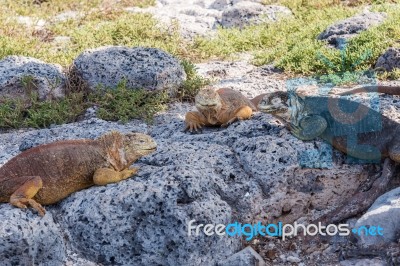 Wild Land Iguana On Santa Fe Island In Galapagos Stock Photo