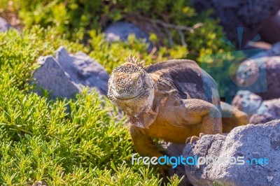 Wild Land Iguana On Santa Fe Island In Galapagos Stock Photo