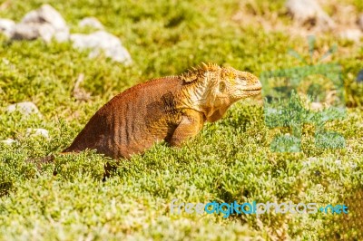 Wild Land Iguana On Santa Fe Island In Galapagos Stock Photo