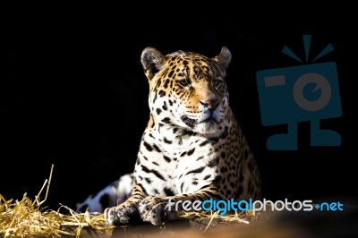 Wild Leopard Lying Relaxed Stock Photo