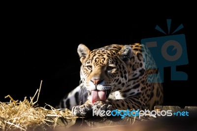 Wild Leopard Lying Relaxed Stock Photo