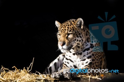 Wild Leopard Lying Relaxed Stock Photo