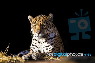 Wild Leopard Lying Relaxed Stock Photo