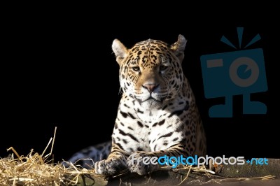 Wild Leopard Lying Relaxed Stock Photo