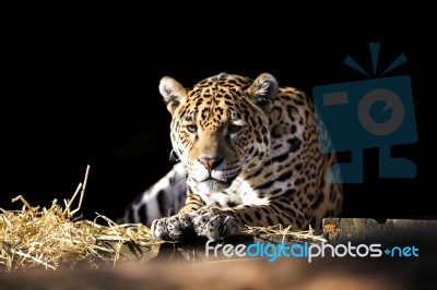 Wild Leopard Lying Relaxed Stock Photo