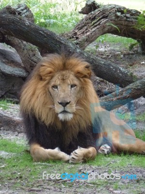 Wild Lion Stock Photo