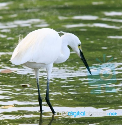 Wild Little Egret Bird Feeding In Water Pool Use For Animals And… Stock Photo