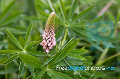 Wild Lupin (lupinus Perennis) Stock Photo