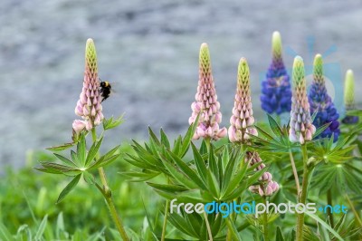 Wild Lupins (lupinus Perennis) Stock Photo