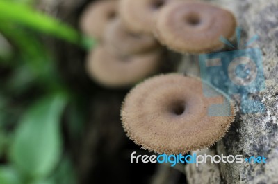 Wild Mushrooms Stock Photo